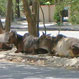 vaches
