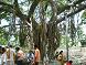 banyan