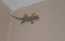 lezard