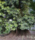 arbre